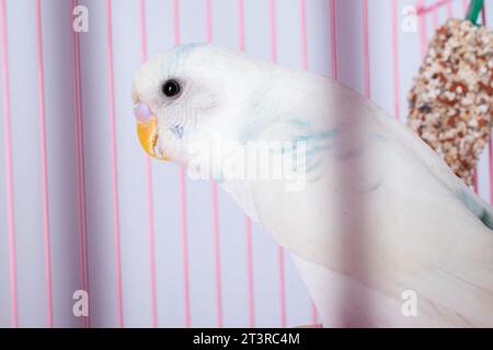 Un budgie bianco sembra una gabbia rosa. Foto Stock