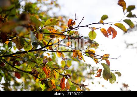Foresta di Haldon nel Devon - foglie autunnali arancioni e verdi su un albero sullo sfondo del cielo Foto Stock