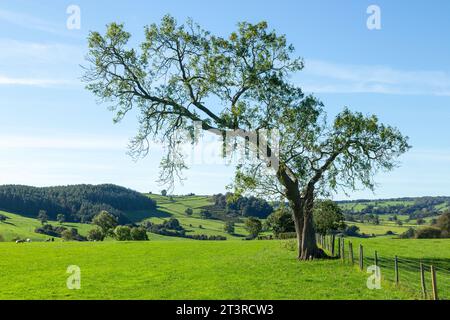 Un bell'albero su Harthill Moor, Derbyshire, Inghilterra Foto Stock