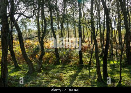 Una splendida giornata nel bosco di Stanton Moor, Derbyshire Peak District, Inghilterra Foto Stock