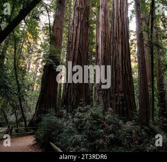 Un gruppo di sequoie con un sentiero che li segue Foto Stock