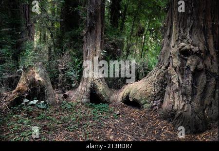 Famiglia di sequoie collegate alla base Foto Stock