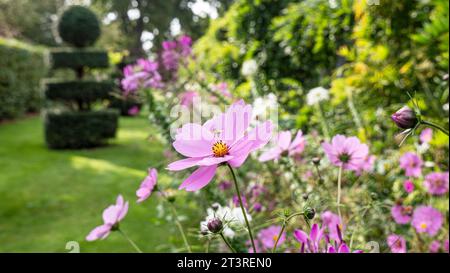 COSMOS Cosmos bipinnatus, Cosmos Flowers with Honey bee hovering, nel giardino formale del Surrey con topiary UK Foto Stock