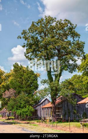 Stati meridionali dove crescono le canne da zucchero. Foto Stock