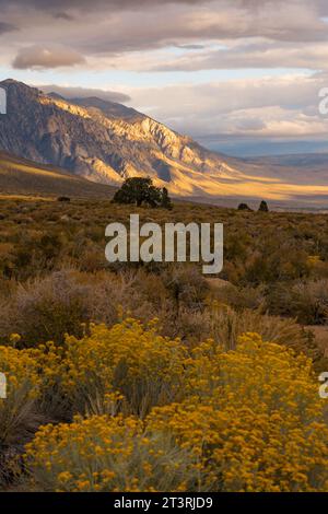 Pittoresca alba nuvolosa nella Valle di Owens. Illuminazione dorata e piante durante l'autunno nei Buttermilks ai piedi delle montagne della Sierra Nevada. Foto Stock