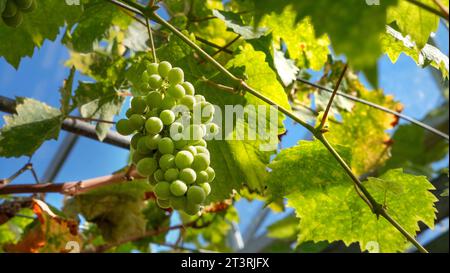 UVA Duchessa di Buccleugh in serra con cielo blu. Il vitigno a bacca bianca è una nuova varietà tra il Moscato d'Alexandrie x Muscat Fleur d'Oranger. Muscat Duchesse de Buccleugh. L'attraversamento fu fatto in Inghilterra nel 1863 dall'allevatore W. Thompson. L'uva ha una nota di moscato. Foto Stock