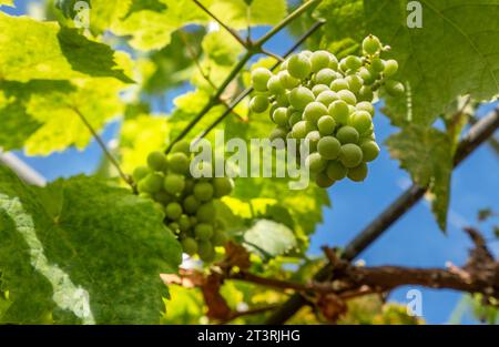 UVA Duchessa di Buccleugh in serra con cielo blu. Il vitigno a bacca bianca è una nuova varietà tra il Moscato d'Alexandrie x Muscat Fleur d'Oranger. Muscat Duchesse de Buccleugh. L'attraversamento fu fatto in Inghilterra nel 1863 dall'allevatore W. Thompson. L'uva ha una nota di moscato. Foto Stock