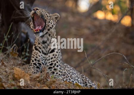 Leopardo (Panthera pardus), riserva di caccia Mashatu, Botswana. Foto Stock