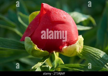 Bella Paeonia peregrina nella foresta, Romania Foto Stock