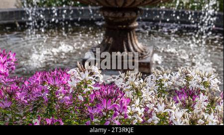 Pelargonium bordo rosa e bianco con fontana in un giardino formale. Un genere di piante da fiore che comprende specie di piante perenni, succulente e arbusti, comunemente chiamati gerani, pelargoni, o le bollette. Geranium è anche il nome botanico e il nome comune di un genere separato di piante correlate, noto anche come Cranesbills. Foto Stock