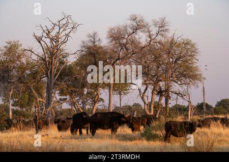 Bufali africani (Syncerus caffer), Delta dell'Okavango, Botswana. Foto Stock