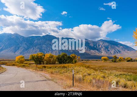 Grandi alberi di pioppo e cottonwood che si trasformano nei loro colori gialli autunnali nella valle di Owens fuori Bishop California. Valle rotonda, cielo blu, sc Foto Stock