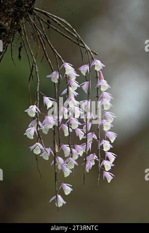 Un dendrobium aphyllum senza foglie in piena fioritura con fiori rosa-viola provenienti dalle colline himalayane dell'Assam, India Foto Stock