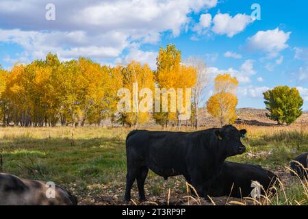 Mucche in un campo dai colori gialli luminosi di cottonwood e pioppi nella Valle di Owens, fuori Bishop, California. Foto Stock