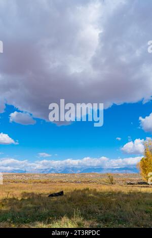 Mucche in un campo dai colori gialli luminosi di cottonwood e pioppi nella Valle di Owens, fuori Bishop, California. Foto Stock