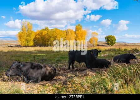 Mucche in un campo dai colori gialli luminosi di cottonwood e pioppi nella Valle di Owens, fuori Bishop, California. Foto Stock