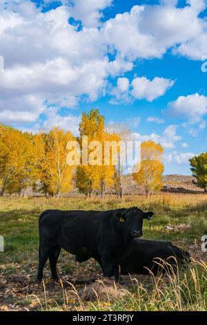 Mucche in un campo dai colori gialli luminosi di cottonwood e pioppi nella Valle di Owens, fuori Bishop, California. Foto Stock