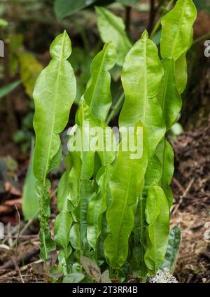 Baccharis trimera, pianta di Carqueja su sfondo naturale Foto Stock