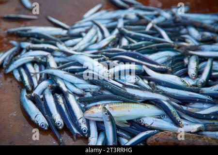 acciughe catturate dai pescatori al mattino in mare Foto Stock