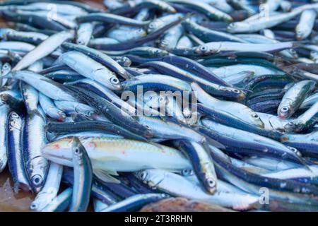 acciughe catturate dai pescatori al mattino in mare Foto Stock