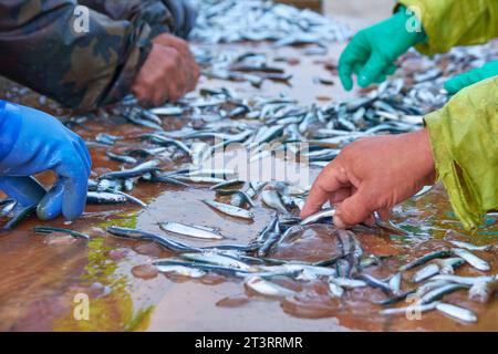 i pescatori selezionano le acciughe catturate nelle reti marine Foto Stock