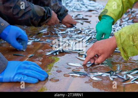 i pescatori selezionano le acciughe catturate nelle reti marine Foto Stock