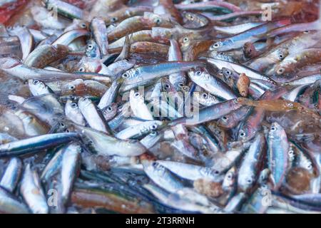 acciughe catturate dai pescatori al mattino in mare Foto Stock