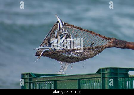 acciughe catturate dai pescatori al mattino in mare Foto Stock