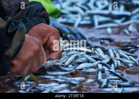 acciughe catturate dai pescatori al mattino in mare Foto Stock