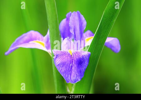 Iris o Flag o Gladdon o Fiore di lis con foglie verdi che fioriscono in giardino Foto Stock