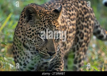 Leopardo (Panthera pardus), Sabi Sands Game Reserve, Sudafrica. Foto Stock