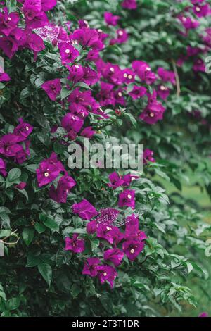 La prugna triangolare in fiore in autunno Foto Stock