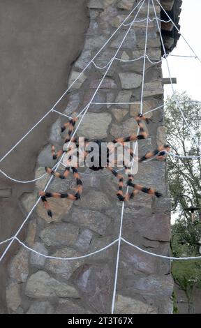 Ragno ornamentale su decorazione a rete esterna porta in legno Foto Stock