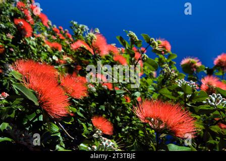 Vista ravvicinata del fiore di pohutukawa in fiore contro il cielo blu Foto Stock