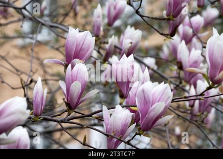 Magnolie rosa. Fioritura dell'albero di magnolia nel giardino in primavera. Splendido e delicato sfondo floreale sfocato, bokeh. Foto Stock