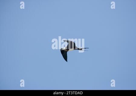 La magnifica Frigatebird Fregata è magnifica in volo sulle isole Galapagos, Ecuador Foto Stock