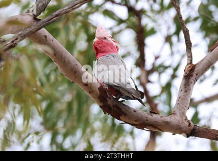 Adorabili amici piumati nella natura, uccelli galah rosa e grigi, vita ornitologica nativa dell'Australia. Foto Stock