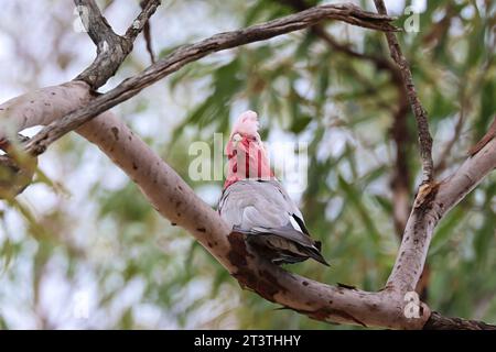 Adorabili amici piumati nella natura, uccelli galah rosa e grigi, vita ornitologica nativa dell'Australia. Foto Stock