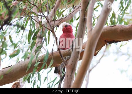 Adorabili amici piumati nella natura, uccelli galah rosa e grigi, vita ornitologica nativa dell'Australia. Foto Stock