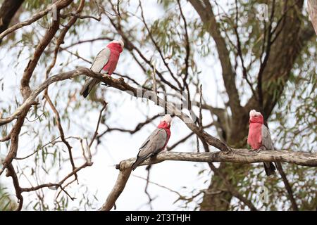 Adorabili amici piumati nella natura, uccelli galah rosa e grigi, vita ornitologica nativa dell'Australia. Foto Stock