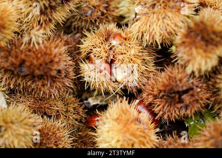 26 ottobre 2023, Renania-Palatinato, Neustadt an der Weinstraße: Le castagne si trovano sul terreno nelle vicinanze del 'Pfälzer Keschdeweg', il sentiero delle castagne dolci del Palatinato. Gli agricoltori forestali della Renania-Palatinato e della Saarland ripongono le loro speranze nel castagno dolce come albero del futuro. Una volta portata in Germania dai Romani, sembra essere in grado di affrontare bene le conseguenze del cambiamento climatico. Foto: Uwe Anspach/dpa Foto Stock