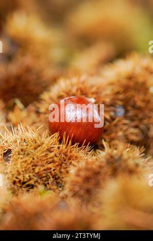 26 ottobre 2023, Renania-Palatinato, Neustadt an der Weinstraße: Le castagne si trovano sul terreno nelle vicinanze del 'Pfälzer Keschdeweg', il sentiero delle castagne dolci del Palatinato. Gli agricoltori forestali della Renania-Palatinato e della Saarland ripongono le loro speranze nel castagno dolce come albero del futuro. Una volta portata in Germania dai Romani, sembra essere in grado di affrontare bene le conseguenze del cambiamento climatico. Foto: Uwe Anspach/dpa Foto Stock