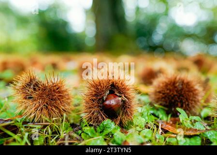 26 ottobre 2023, Renania-Palatinato, Neustadt an der Weinstraße: Le castagne si trovano sul terreno nelle vicinanze del 'Pfälzer Keschdeweg', il sentiero delle castagne dolci del Palatinato. Gli agricoltori forestali della Renania-Palatinato e della Saarland ripongono le loro speranze nel castagno dolce come albero del futuro. Una volta portata in Germania dai Romani, sembra essere in grado di affrontare bene le conseguenze del cambiamento climatico. Foto: Uwe Anspach/dpa Foto Stock