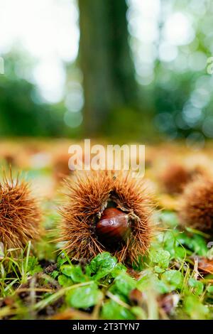 26 ottobre 2023, Renania-Palatinato, Neustadt an der Weinstraße: Le castagne si trovano sul terreno nelle vicinanze del 'Pfälzer Keschdeweg', il sentiero delle castagne dolci del Palatinato. Gli agricoltori forestali della Renania-Palatinato e della Saarland ripongono le loro speranze nel castagno dolce come albero del futuro. Una volta portata in Germania dai Romani, sembra essere in grado di affrontare bene le conseguenze del cambiamento climatico. Foto: Uwe Anspach/dpa Foto Stock