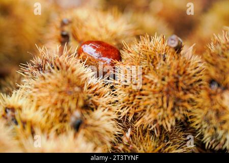 26 ottobre 2023, Renania-Palatinato, Neustadt an der Weinstraße: Le castagne si trovano sul terreno nelle vicinanze del 'Pfälzer Keschdeweg', il sentiero delle castagne dolci del Palatinato. Gli agricoltori forestali della Renania-Palatinato e della Saarland ripongono le loro speranze nel castagno dolce come albero del futuro. Una volta portata in Germania dai Romani, sembra essere in grado di affrontare bene le conseguenze del cambiamento climatico. Foto: Uwe Anspach/dpa Foto Stock