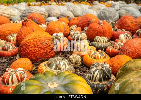 Un'ampia varietà di zucche in mostra presso l'Atlanta Botanical Garden nel centro di Atlanta, Georgia. (USA) Foto Stock