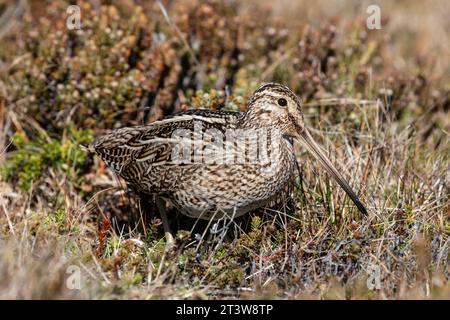 Un nipe sudamericano, Gallinago paraguaiae, seduto nelle piante di Diddle Dee nelle isole Falkland. Foto Stock