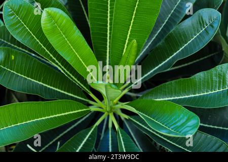 Le foglie di Plumeria o foglie di frangipani sono ben note per le sue fioriture rossastre a spirale intensamente profumate, incantevoli e a forma di spirale che appaiono sulle punte dei rami di Ju Foto Stock