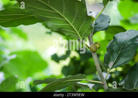 Il fico o o Tinophol o Mishori Dumur è il frutto commestibile di Ficus carica, una specie di piccolo albero della famiglia di piante fiorite Moraceae Foto Stock