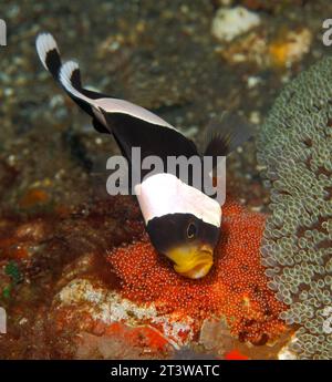 Pesci neogenici a sella, polimno anfipronico, uova gassate per adulti deposte sulla roccia accanto all'Anemone marino di Haddon, Stichodactyla haddoni. Pesci che mostrano denti Foto Stock